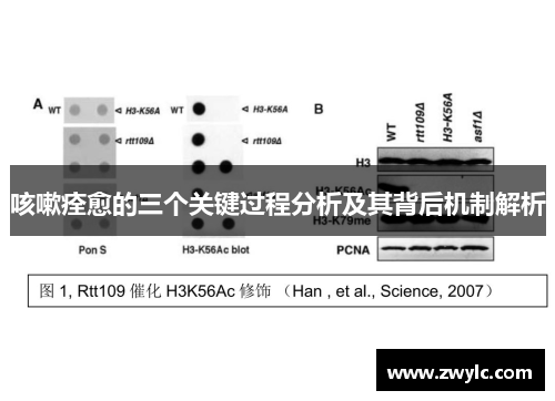 咳嗽痊愈的三个关键过程分析及其背后机制解析